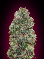 Bubble Gum - 00 Seeds Seedsbank