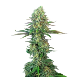 Bubblegum - Seeds Genetics