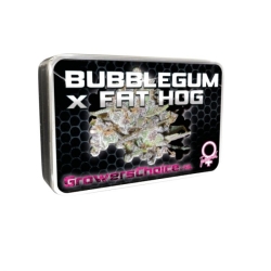 Bubblegum x Fat Hog - Growers Choice