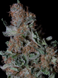 Don Blueberry Cookies - Don Avalanche Seeds