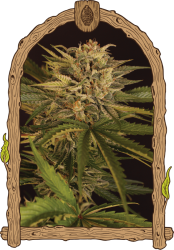 Dr. Greenman Pure CBD - Exotic Seeds