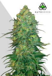 Durban Poison Autoflower - Auto Seeds