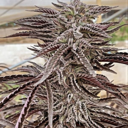 Fillmore Slim - Purple City Genetics