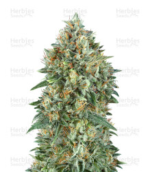 Auto Gelato 33 (Advanced Seeds) Cannabis-Samen