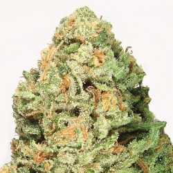 Fruit Punch - Heavyweight Seeds