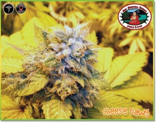 Cheese Dawg - Big Buddha Seeds