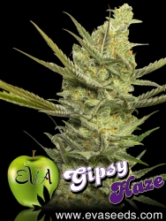 Gipsy Haze - Eva Seeds