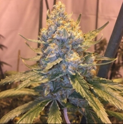 Cocoa OG Reg. - Grand Daddy Purp Genetics