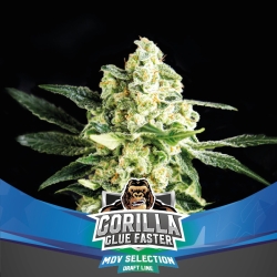 Gorilla Glue Faster - BSF Seeds