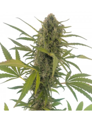 Gorilla Snow Ultra CBD - élite Seeds