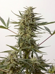 Critical 47 Express - Positronics Seeds