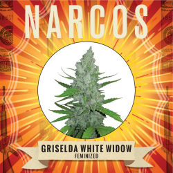 Griselda White Widow - Narcos Seeds