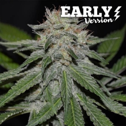 Critical Neville Haze Early Version - Delicious Seeds