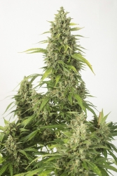 Haze XXL Auto - Dinafem Seeds