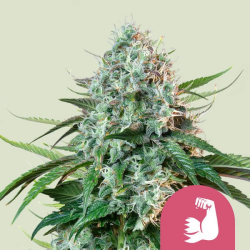 Hulkberry - Royal Queen Seeds