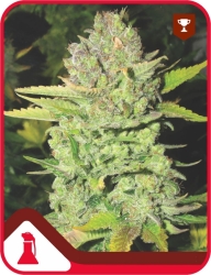 Devil Fruit - Medical Seeds