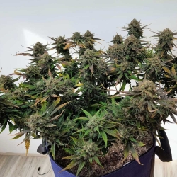 Divinations Autoflowering - Night Owl Seeds