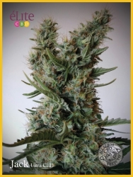 Jack Ultra CBD - élite Seeds