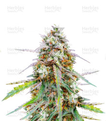 Skywalker OG Auto Samen feminisiert (Barney's Farm)