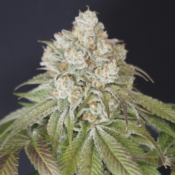 Dog Fruit - Karma Genetics