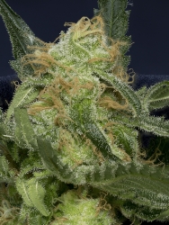 Don Gorilla Glue Auto - Don Avalanche Seeds