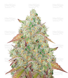 Grandmommy Purple feminisierte Samen (Herbies Seeds)