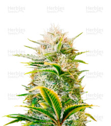 Gorilla Girl XL Auto feminisierte Samen (Sweet Seeds)