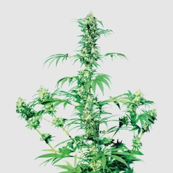 Early Girl Reg. - Sensi Seeds