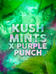 Kush Mintz x Purple Punch - Tramuntana Seeds