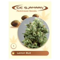 Lemon Bud - De Sjamaan Seeds