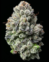 Lemon Cherry Gelato - Barney's Farm