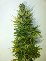 Lemon Haze Auto regulär - Flash Seeds