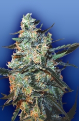 Feminized Mix - Flying Dutchmen