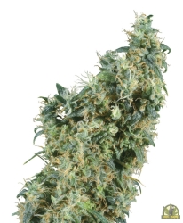 First Lady Reg. - Sensi Seeds