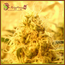 Mango Mist Shake - Dr Krippling Seeds