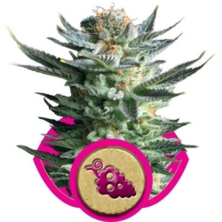 Fruit Spirit - Royal Queen Seeds