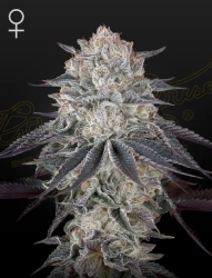 Fullgas! - Green House Seeds