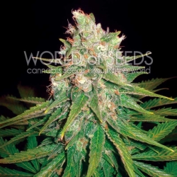 Mazar x Great White Shark - World of Seeds