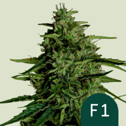 Milky Way F1 - Royal Queen Seeds