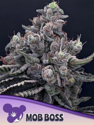 Mob Boss - Anesia Seeds