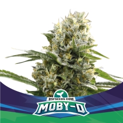 Moby-D XXL Auto - BSF Seeds