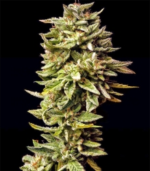 GGG1 Auto (Guy's Girl Scout Cookie Glue) - Dr Krippling Seeds