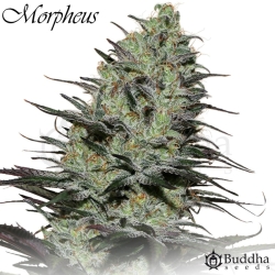 Morpheus - Buddha Seeds