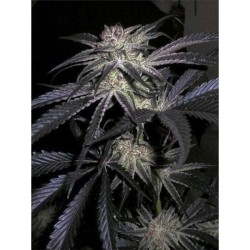 Peyote Purple regulär - Cannabiogen