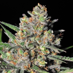 Green love potion - Samsara Seeds