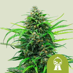 Pink Runtz Automatic - Royal Queen Seeds