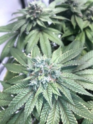 Heavenly Hashplant Reg. - Bodhi Seeds