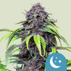 Purplematic CBD - Royal Queen Seeds