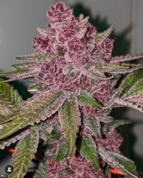 Queen of the South - Relentless Genetics