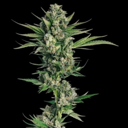 Honeycomb Chem - Trilogene Seeds